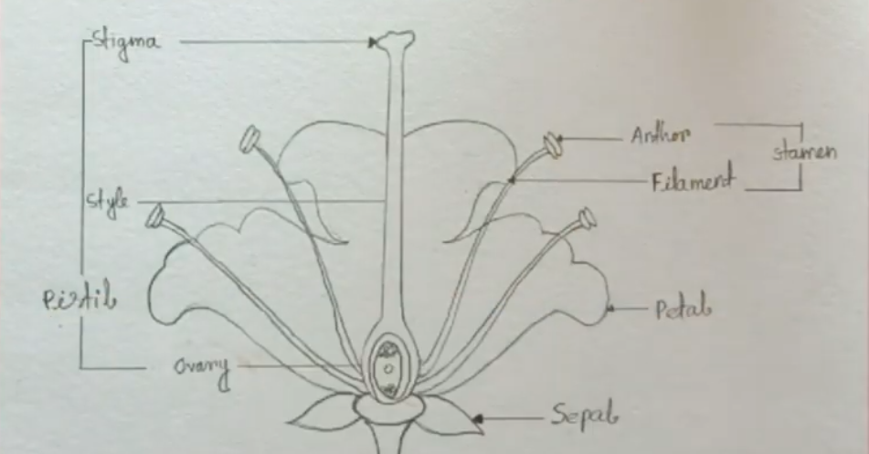 How to Draw Nucleus l Labelled Diagram l Structure of Nucleus l ES art &  craft