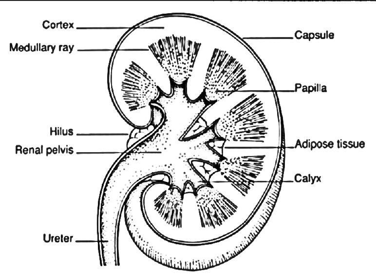 Draw the diagram of kidney, recognize and label the following parts: 1.  renal medulla 2. renal cortex 3. pelvis 4. ureter | Homework.Study.com