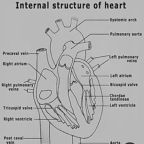 labeled heart diagram with functions