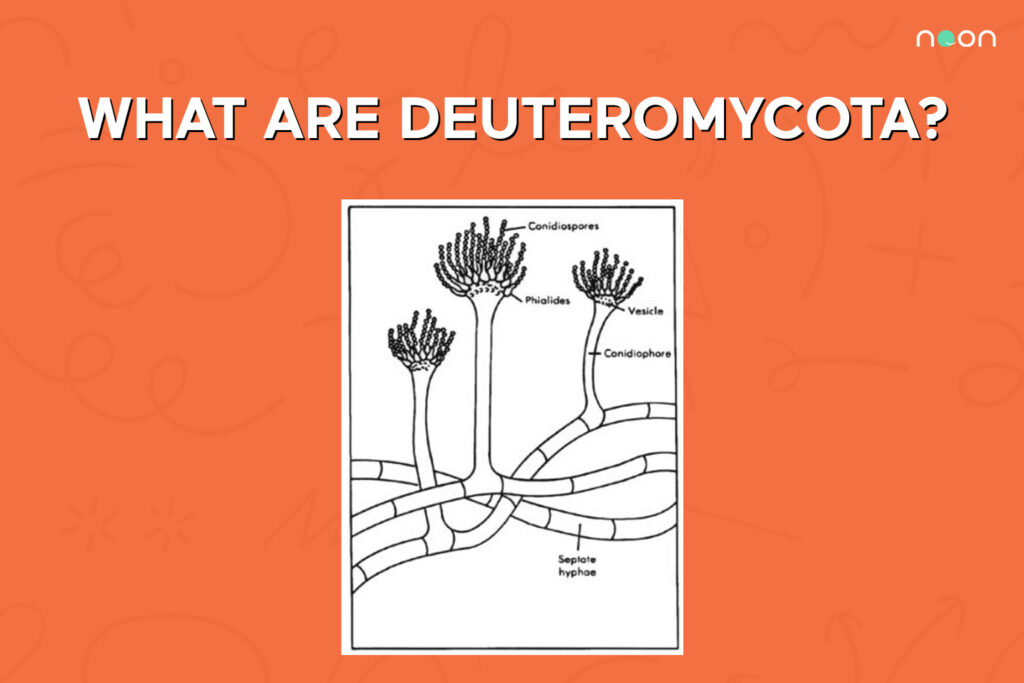 what are deuteromycota