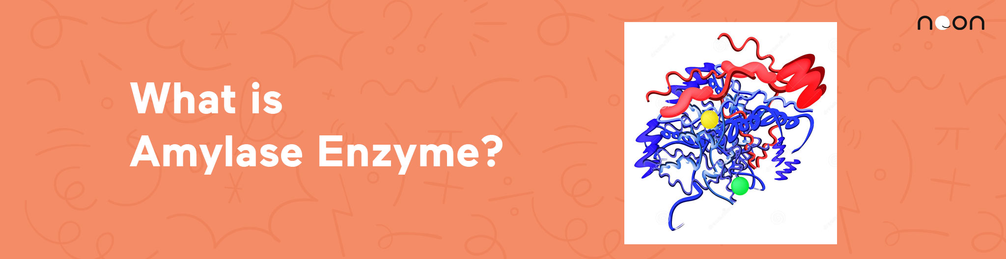 Amylase Enzyme 
