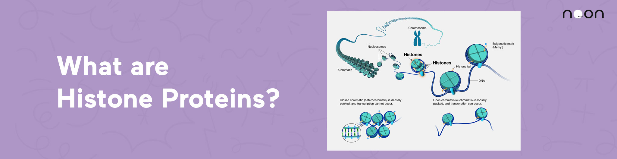 Histone Proteins