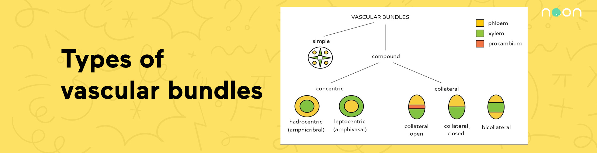 Types of vascular bundles
