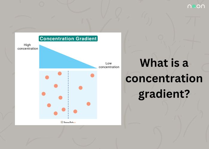 What is a concentration gradient? - Noon Academy