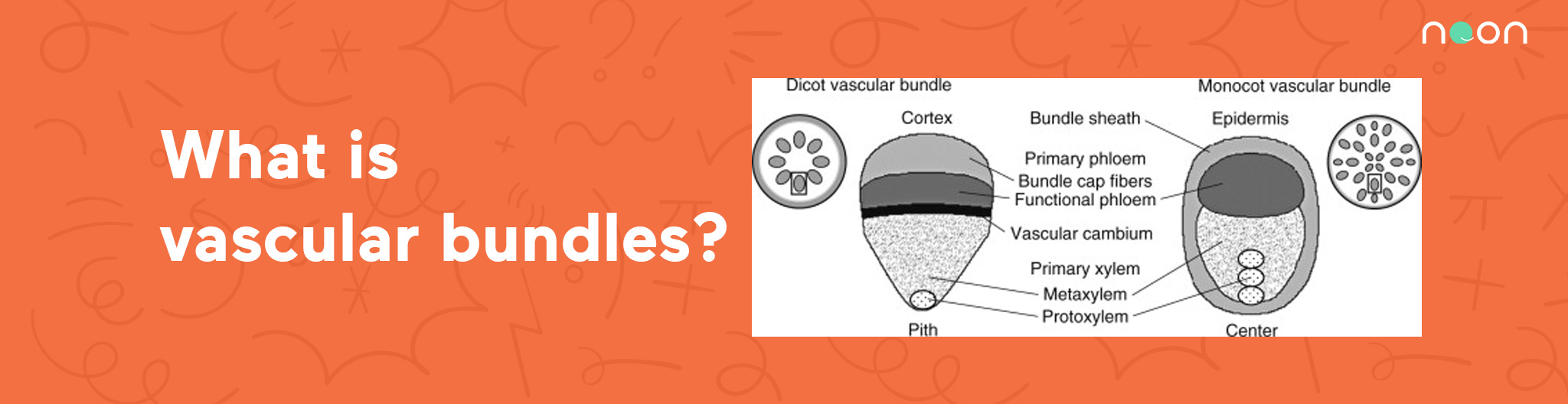 What is vascular bundles