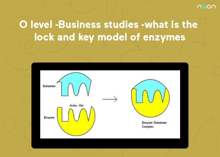 What is the lock and key model of enzymes?