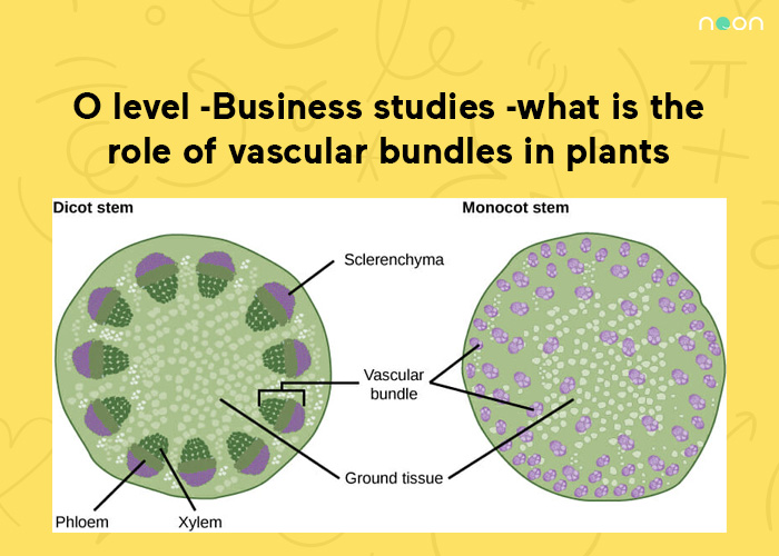 what is the role of vascular bundles in plants