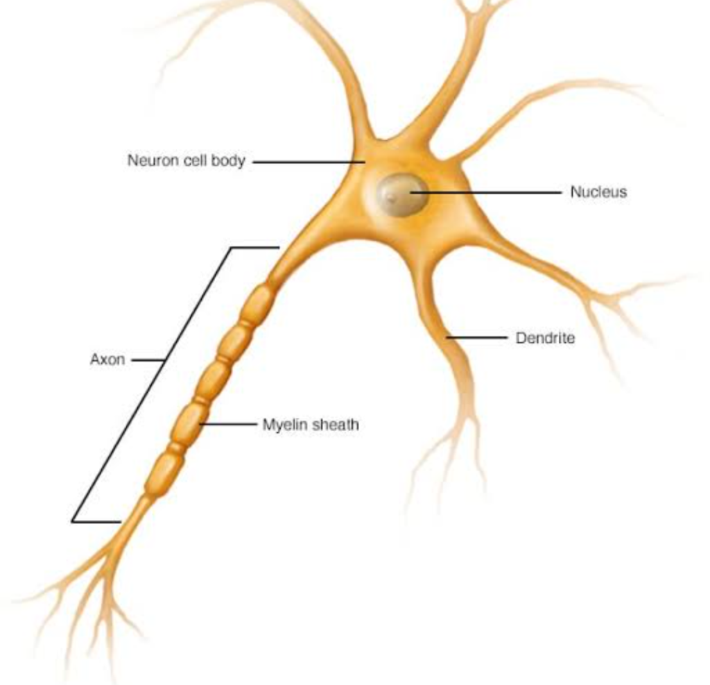 draw a labelled diagram of neuron and label any four different parts  explain​ - Brainly.in