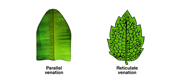 monocot leaf venation