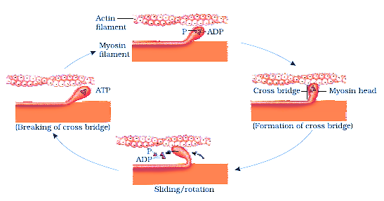 steps of muscle contraction diagram