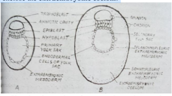 Germ layer, Definition, Primary Layers, & Embryonic Development