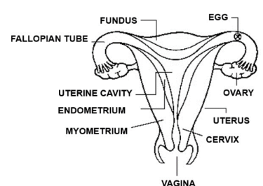 Draw a labelled diagram of the human female reproductive system Where does  a fertilised egg or zygote develop into a baby in the human body