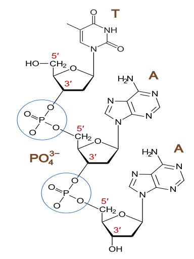 nucleotide bonds