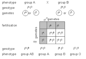 A Child with blood group '0' has 'B' blood group type father then the  father has genotype of (A) IOI o (B) IOIB (C) IBIB (D)IAIA - India Site