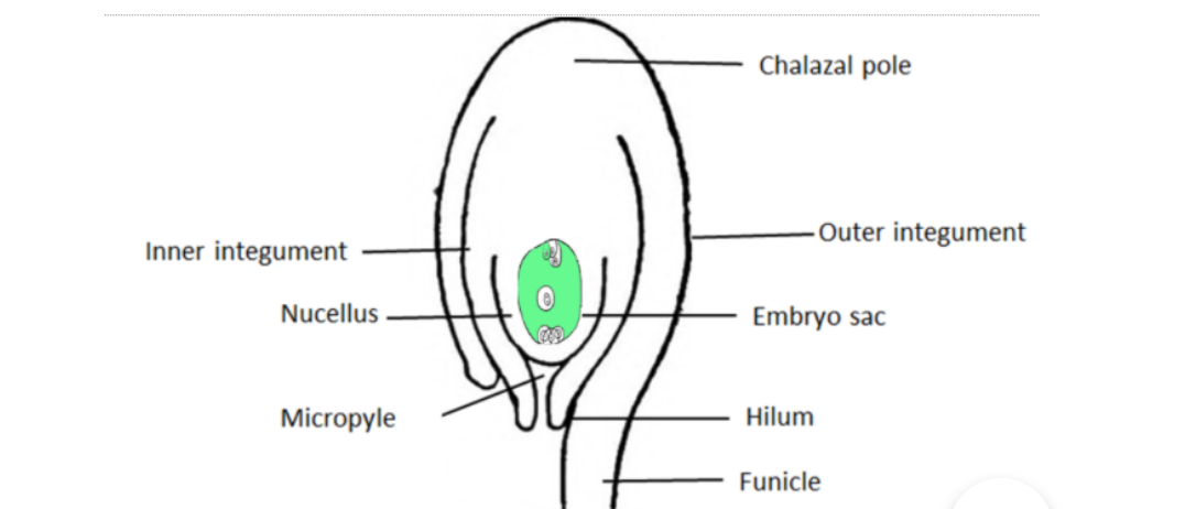 Draw a neat and labelled diagram of chloroplast. What are accessory  pigments? State their functions. - gfemkbhaa
