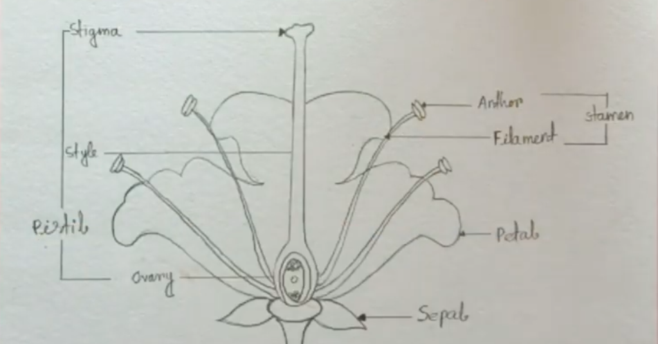 Draw a labelled diagram of the longitudinal section of a