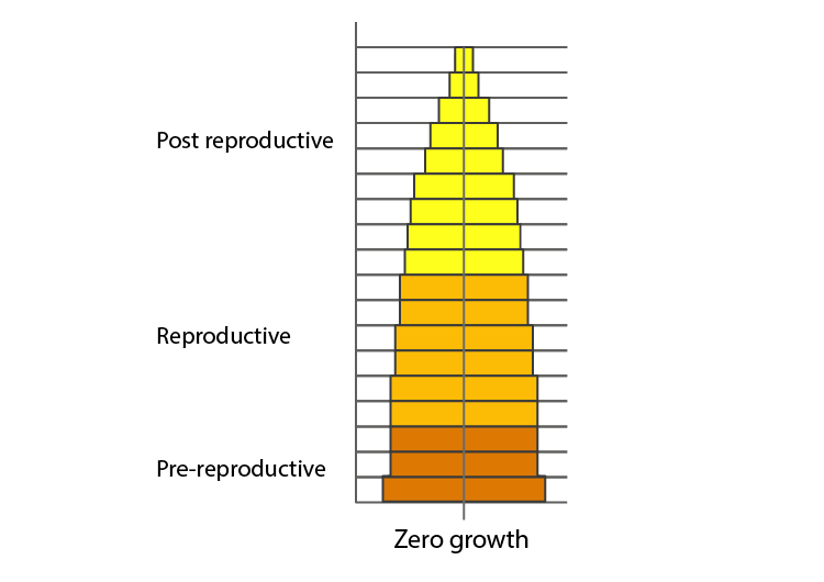 46-define-zero-population-growth-rate-draw-an-age-pyramid-for-the