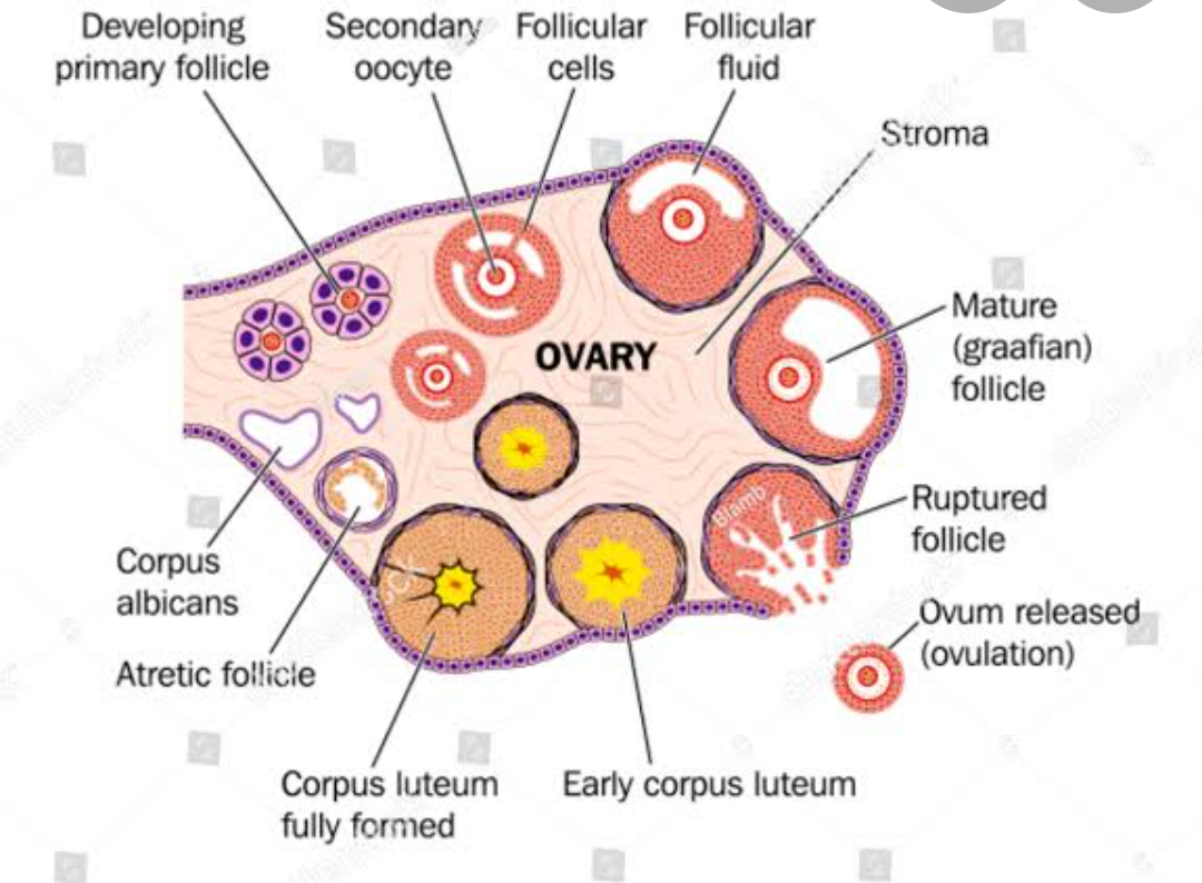 What Other Term Can Be Used To Describe A Transverse Section