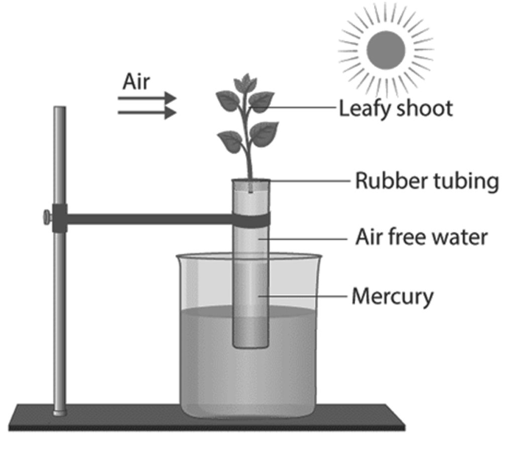 transpiration pull experiment