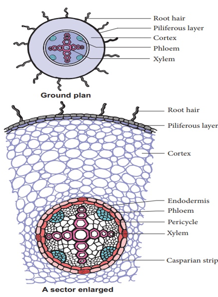 The following features when viewed under the microscope were - India Site