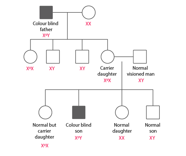 3. A normal visioned woman, whose father is colour blind, marries a