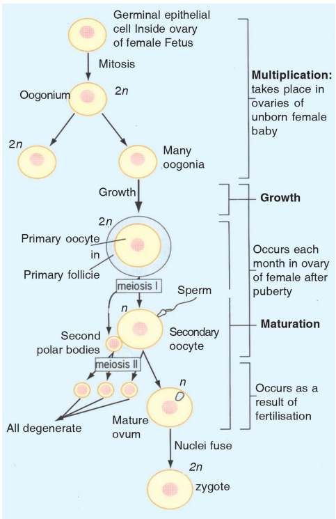 In Human Females Meiosis Ii Is Not Completed Until 1 Birth 2 Puberty 3 Fertilization 4 