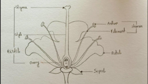 Draw diagram of longitudinal section of flower. - India Site