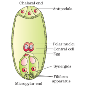 Draw a diagram of a fertilized embryo sac of a flowering plant. Label ...