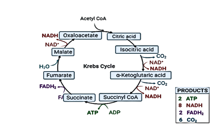 Kreb Cycle Diagram