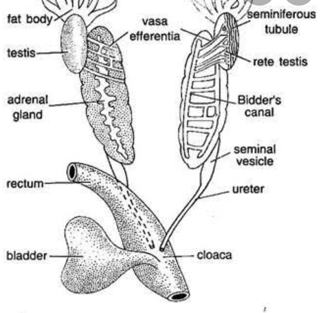 draw-a-neat-and-well-labelled-diagram-of-the-male-reproductive-system