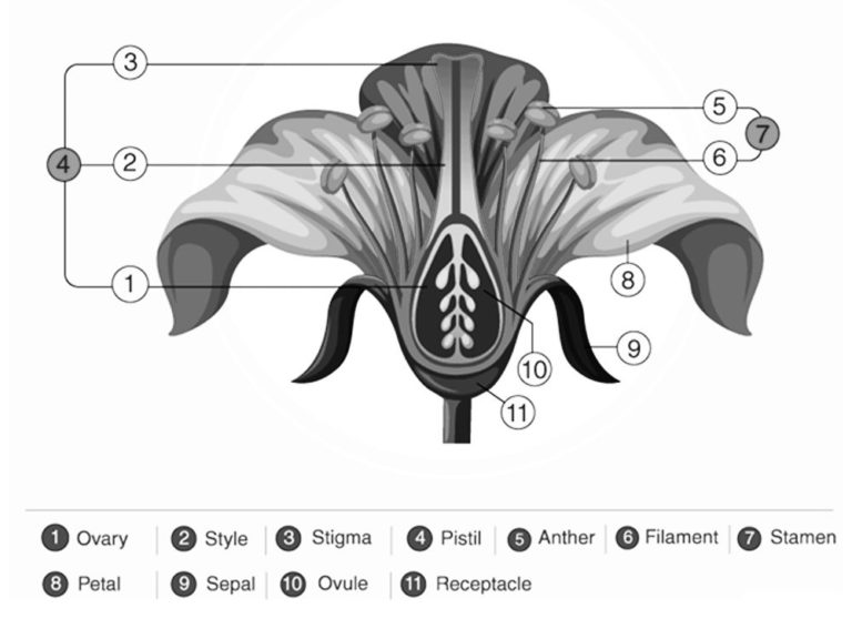 Draw the diagram of a flower and label the four whorls. Write the names ...