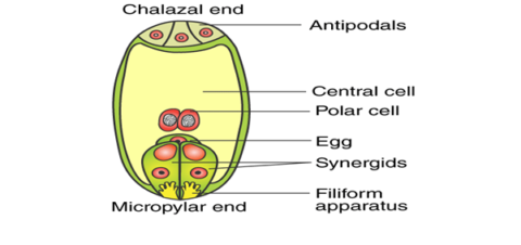 Draw the diagram of a mature embryo sac and show its 8-nucleate, 7 ...