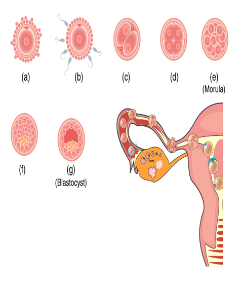 The Zygote Passes Through Several Developmental Stages Till Implantation Describe Each Stage 