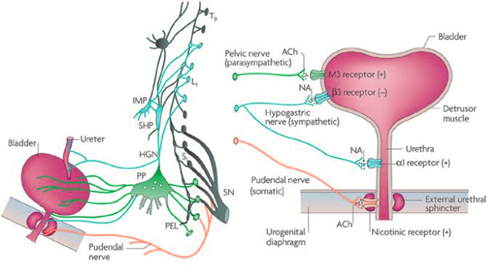 explain-micturition-noon-academy