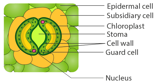 Draw A Neat Diagram Of The Stomatal Apparatus Found In The Epidermis