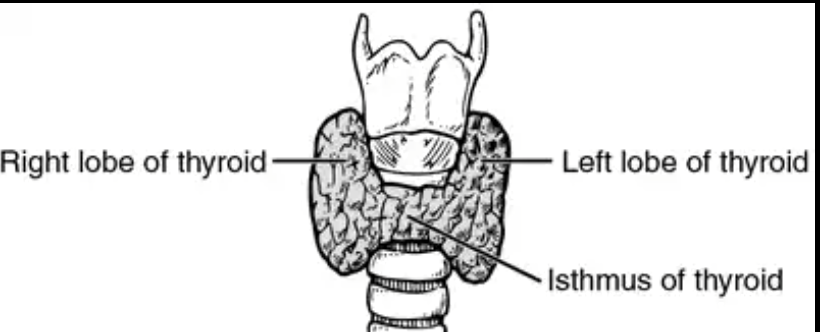 The Isthmus Which Connects Right And Left Lobes Of Thyroid Gland Is Located From