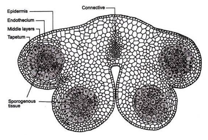 Draw A Schematic Transverse Section Of A Mature Anther Of An Angiosperm My XXX Hot Girl