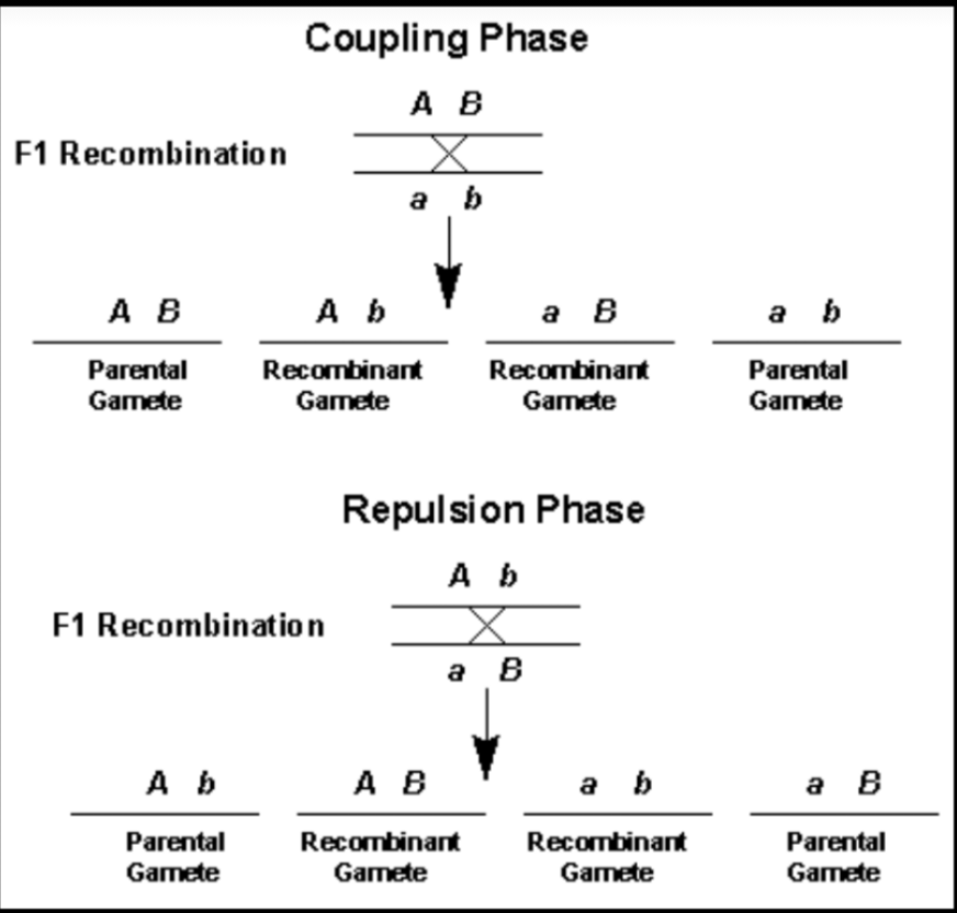 Define Coupling and Repulsion. Noon Academy