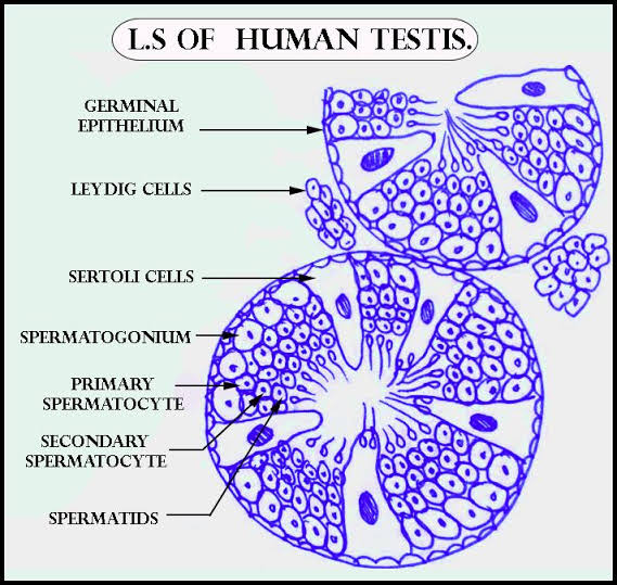 Draw a labelled diagram of the transverse section of Human testis ...